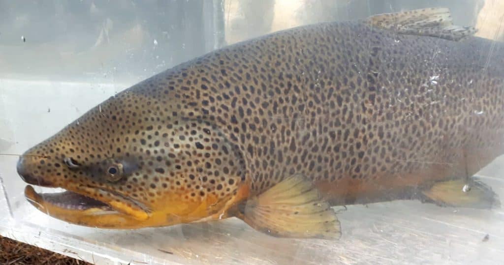 brown trout
