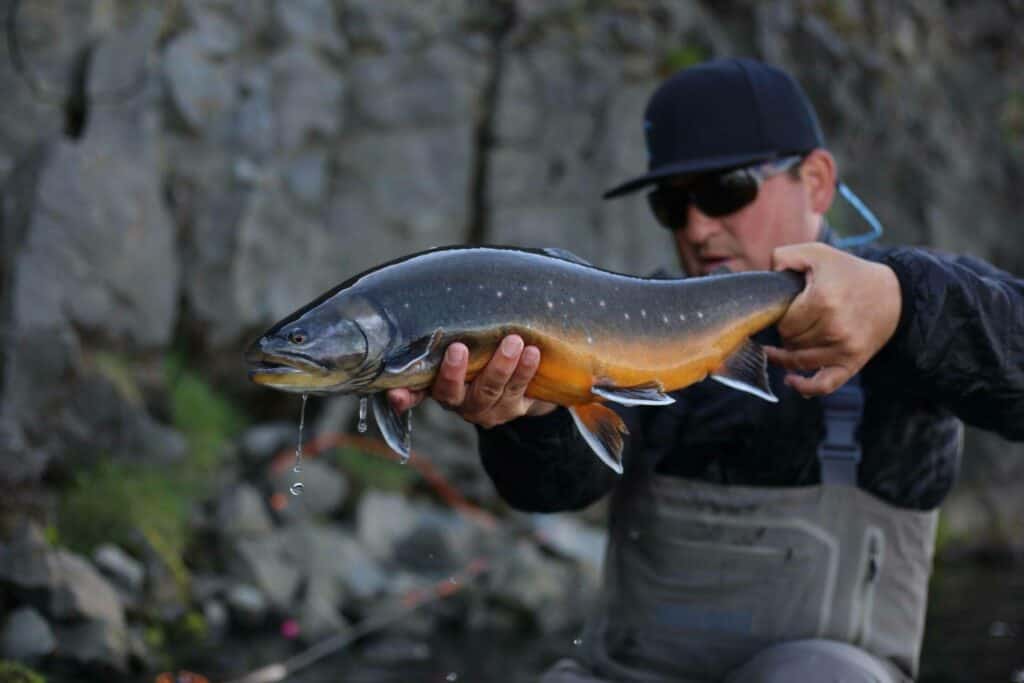 Kaldakvísl - The Highlands arctic char