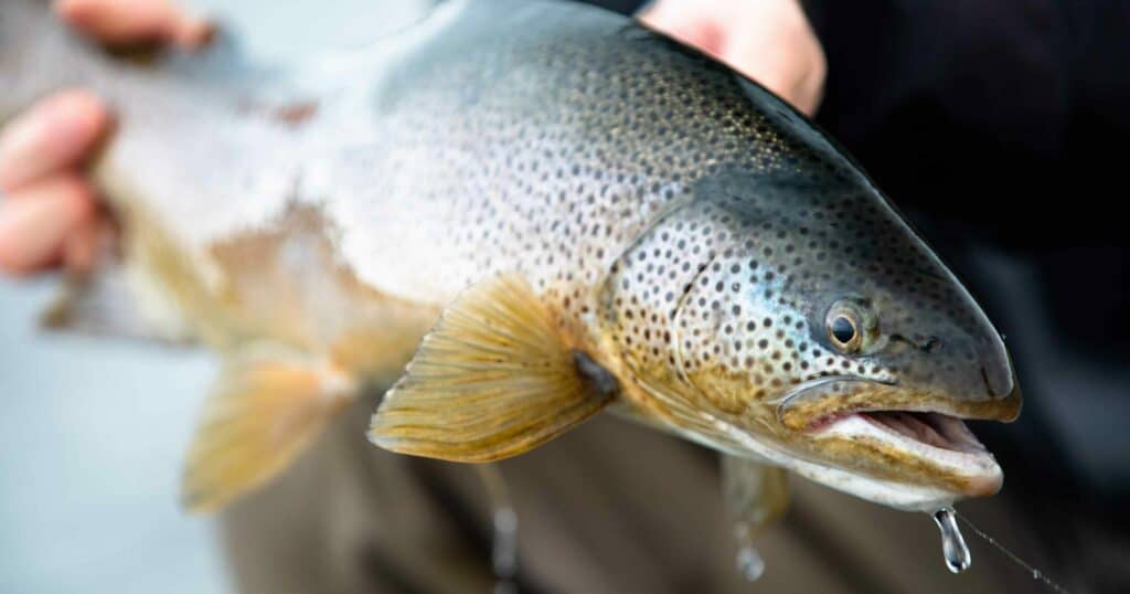In The Highlands, by Hatch Magazine brown trout