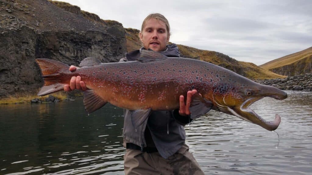 Vastfish rainbow trout caught in Iceland's scenic river, showcasing freshwater fishing excellence.