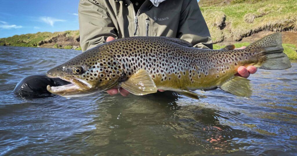 Big laxá brown trout