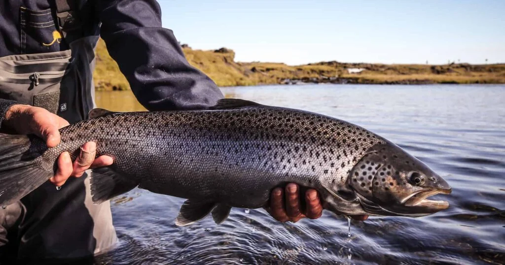 Self guided fishing trips in Iceland 2022 -  - Fishing in Iceland