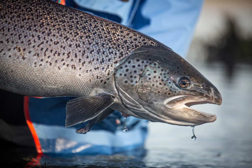 Jess McGlothlin photo. Sea run Brown trout