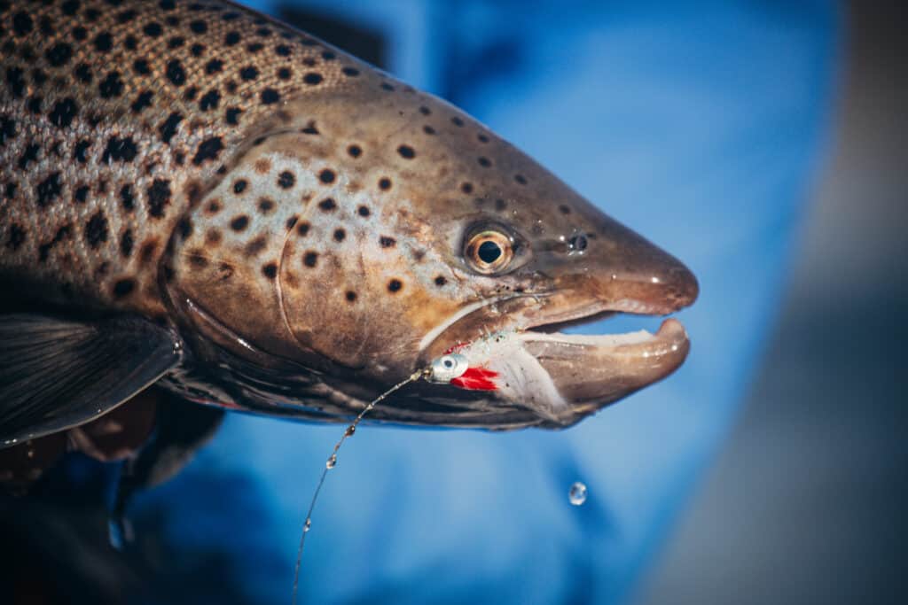 Jess McGlothlin photo. Sea run Brown trout