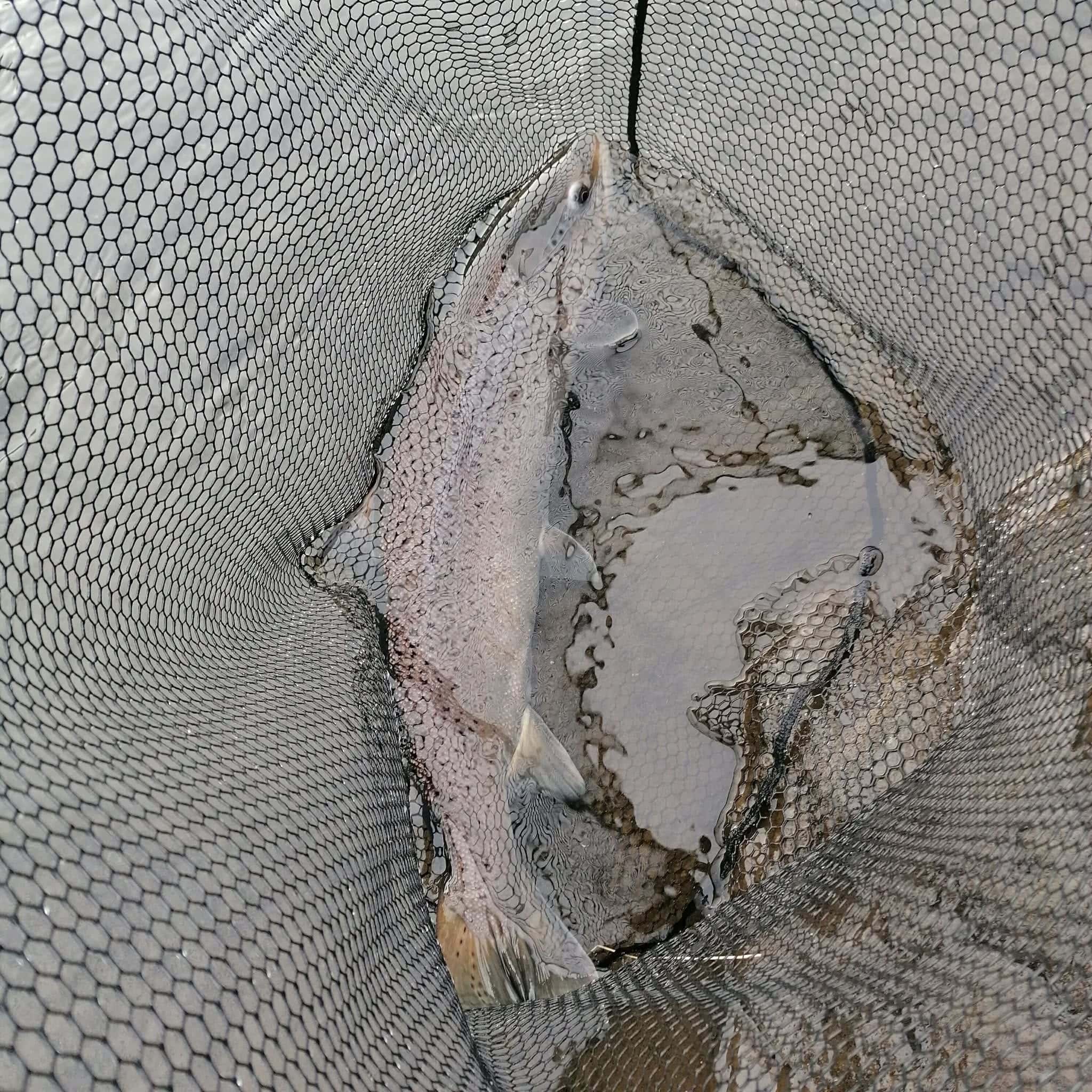 Frozen fish in a fishing net for sale or processing.