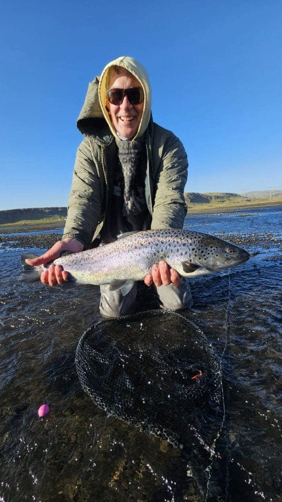 Vibrant rainbow trout caught during outdoor fishing adventure in Iceland.