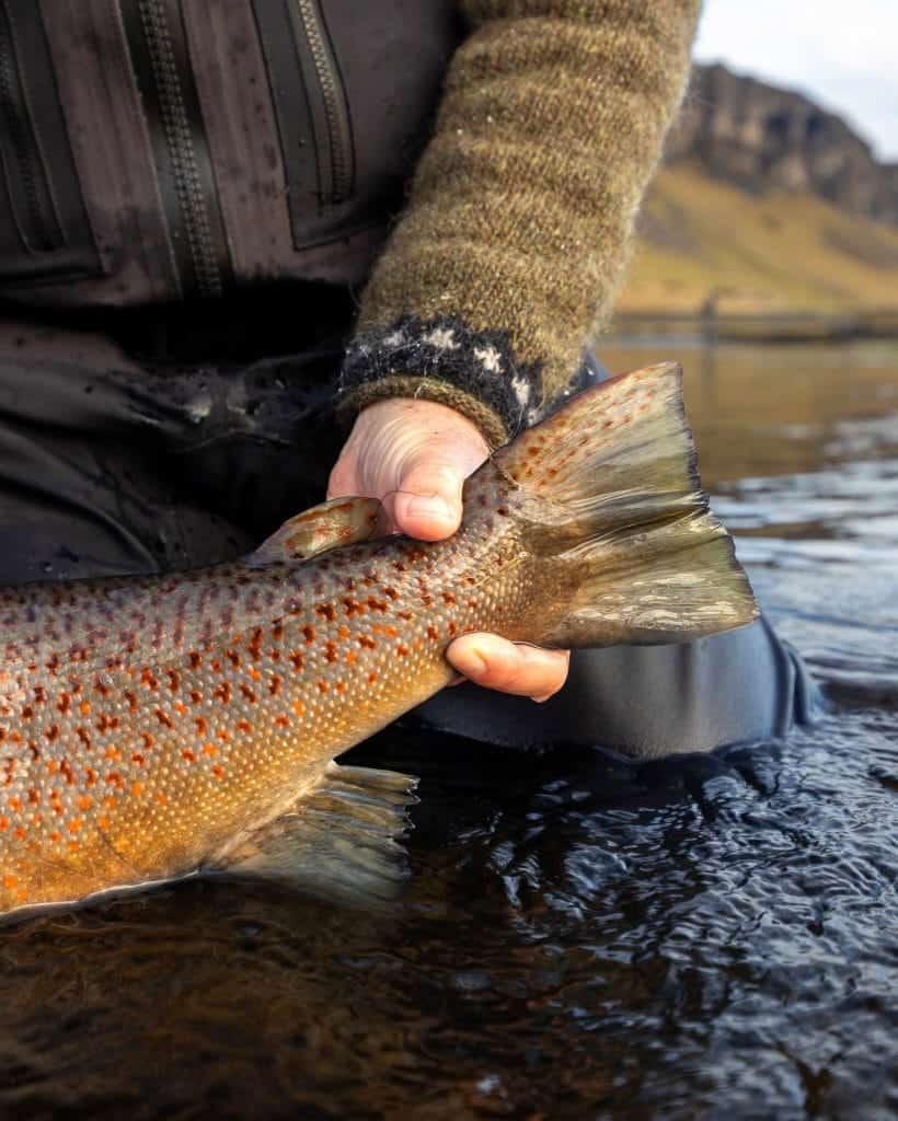 Fresh trout fish caught in clear mountain river.