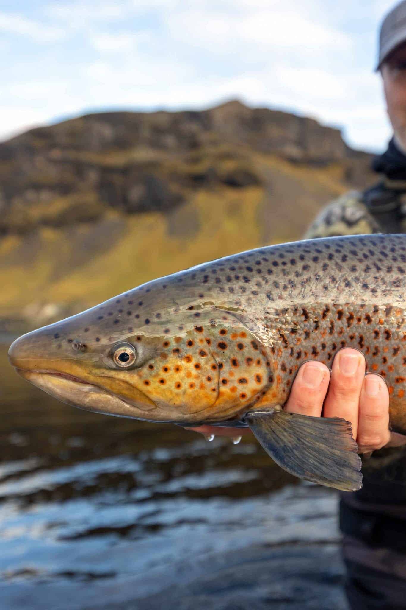 Vibrant rainbow trout caught in freshwater river with mountainous landscape in background.