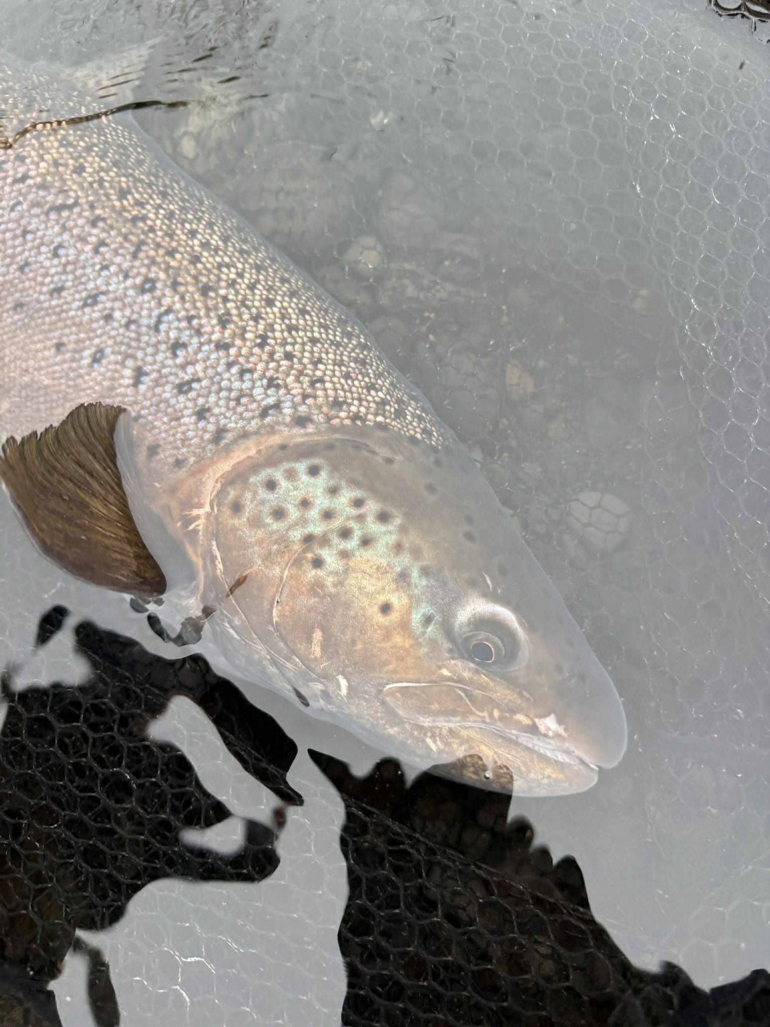 Healthy rainbow trout fish in water for aquaculture or fishing.