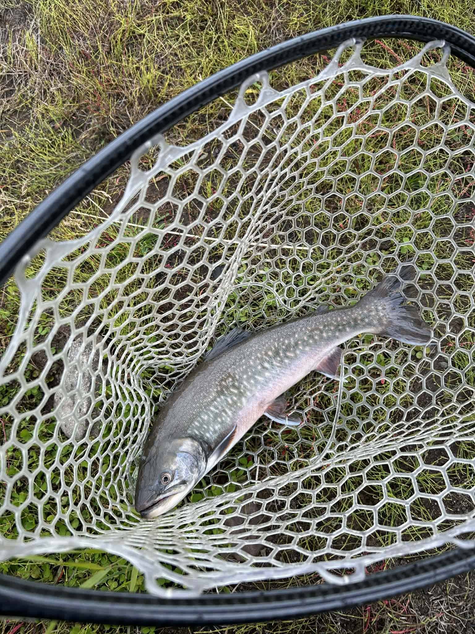 Rainbow trout caught in Iceland's Hjaltadalsá river, showcasing excellent fishing conditions.