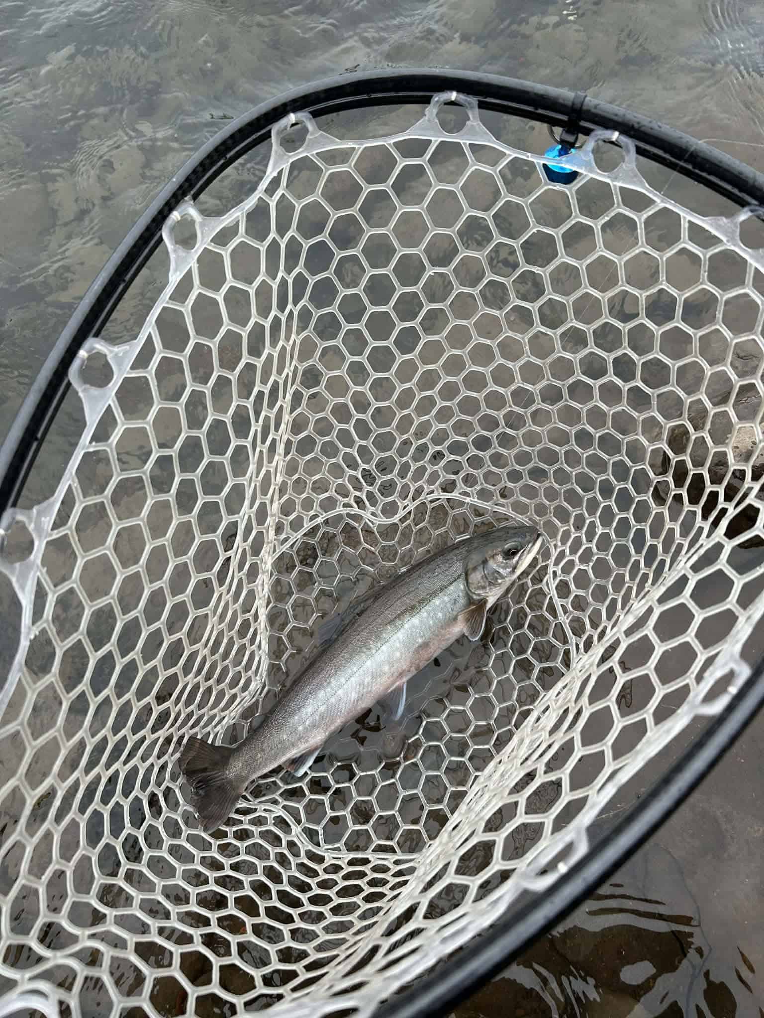 Aluminum fishing net with a fish caught in Kolka (Hjaltadalsá og Kolbeinsdalsá).