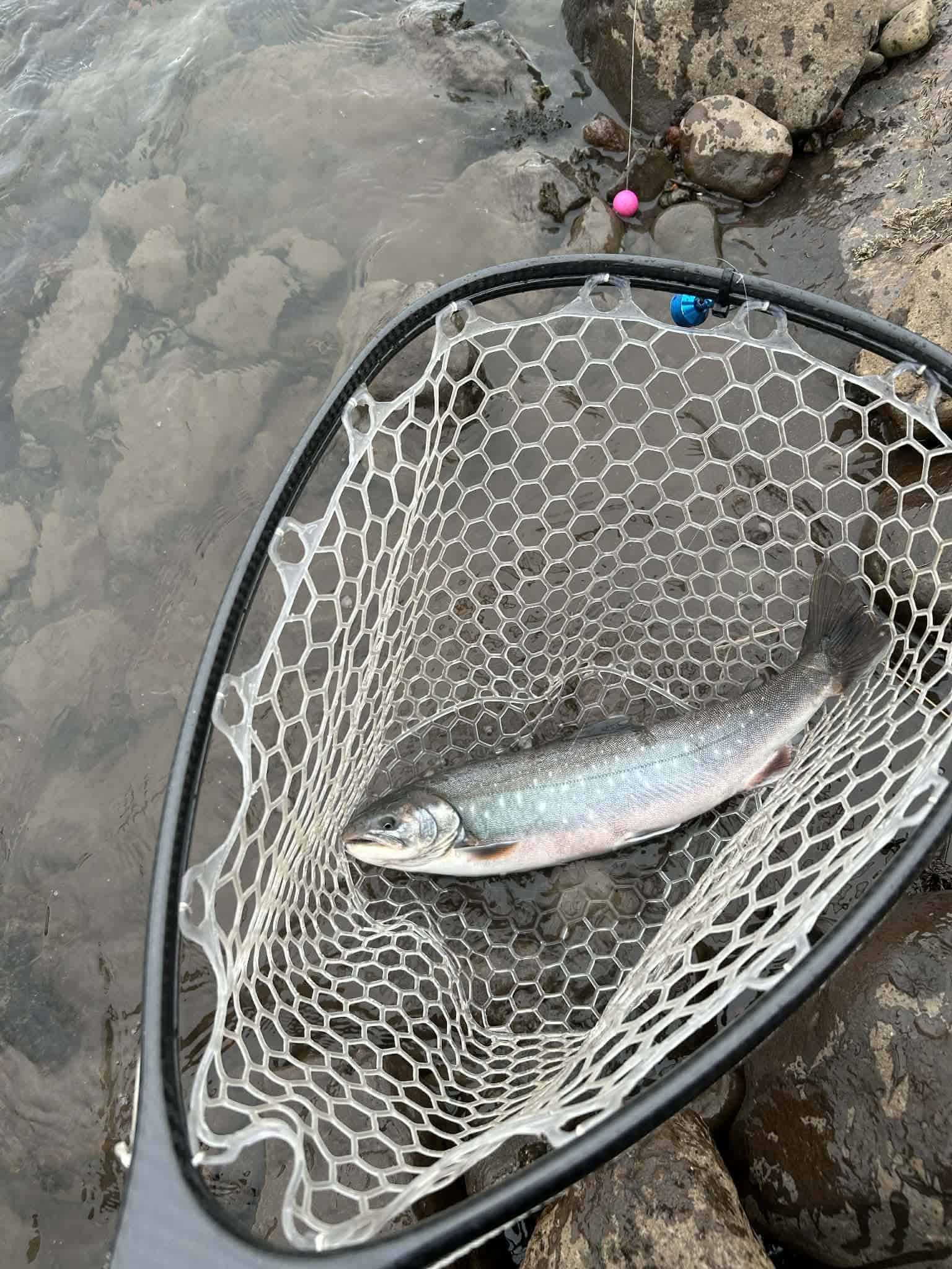 Fishing in Kolka (Hjaltadalsá og Kolbeinsdalsá) with a net.