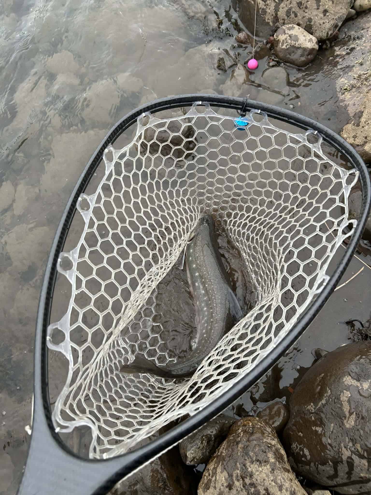 Fish caught in Kolka (Hjaltadalsá og Kolbeinsdalsá) river, Iceland.