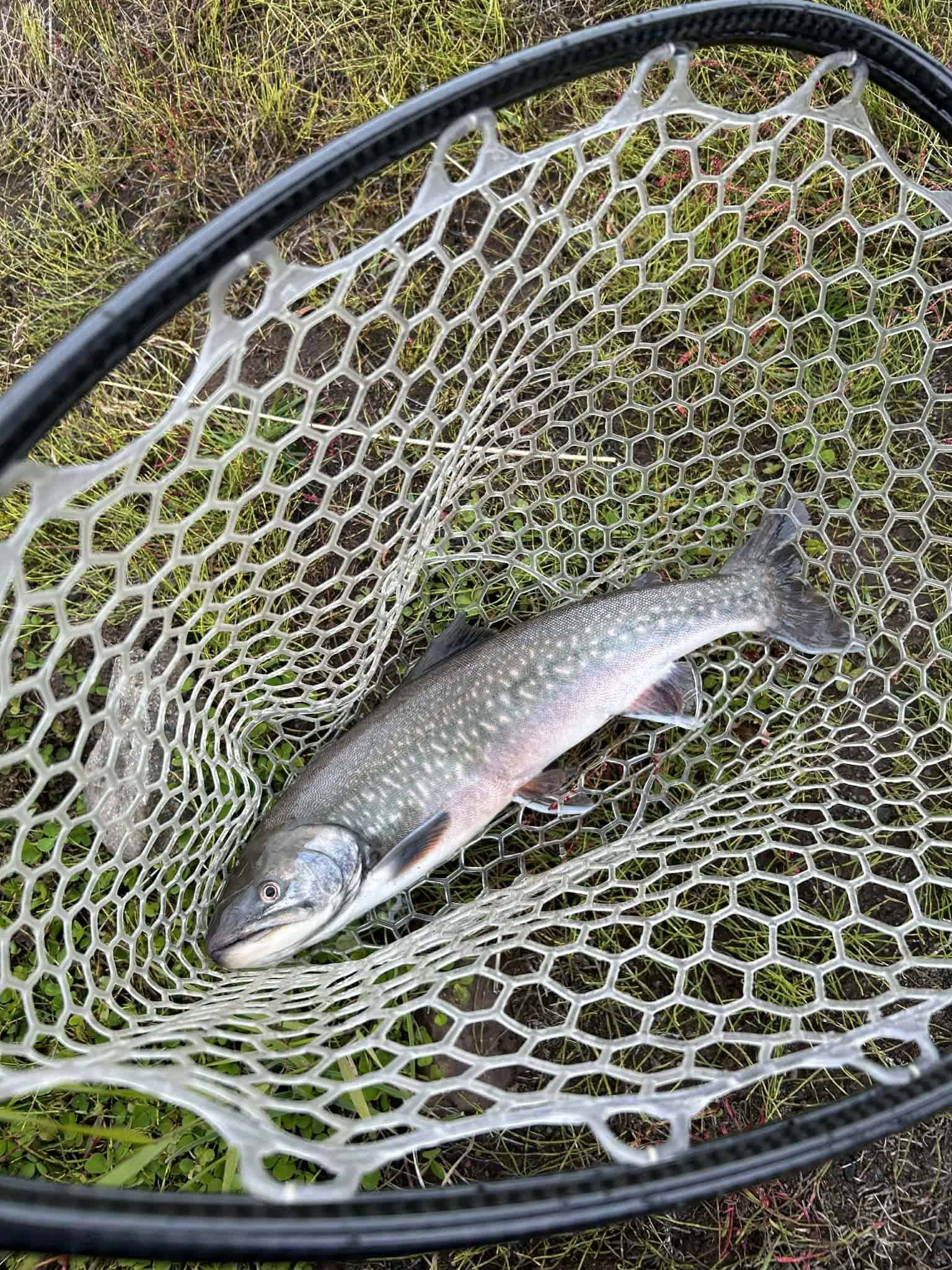 Trout caught in Kolka (Hjaltadalsá og Kolbeinsdalsá) river, Iceland.