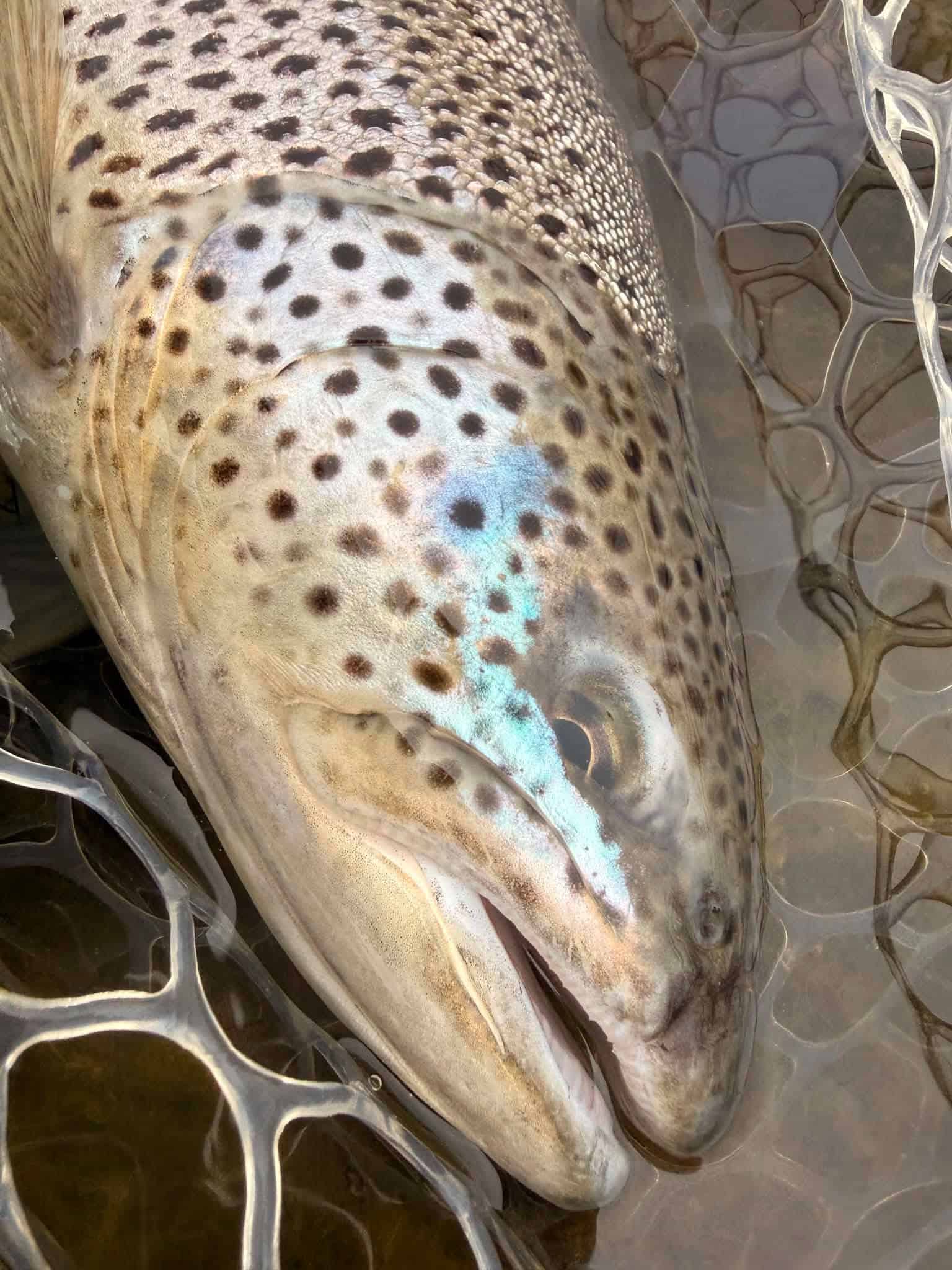 Brown trout with distinctive spots lying on a fishing net in water.