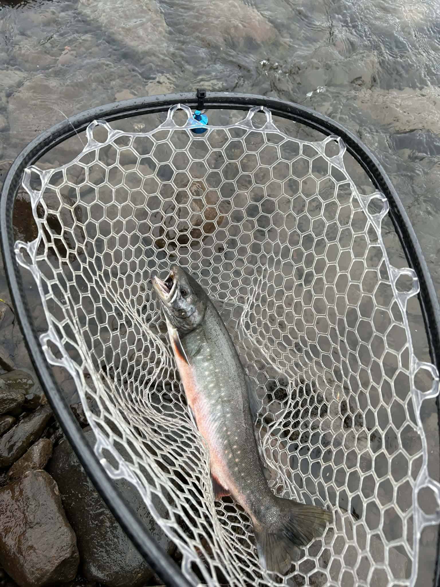 Fish caught in Kolka (Hjaltadalsá og Kolbeinsdalsá) river, Iceland.