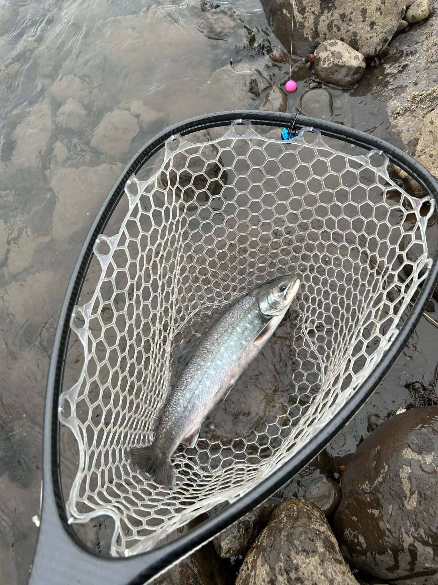 Fish caught in Kolka (Hjaltadalsá og Kolbeinsdalsá) river, showcasing successful fishing at this sce.
