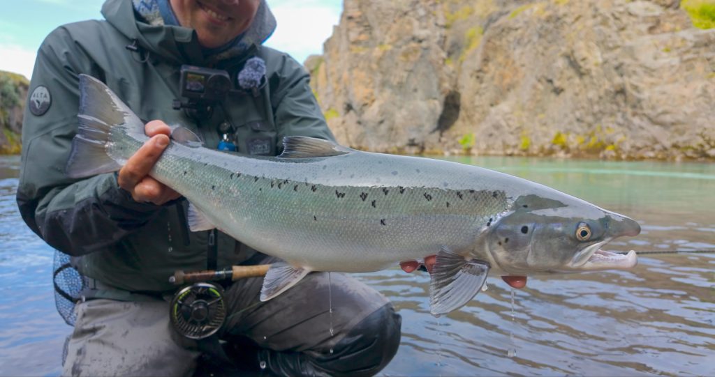 Fisherman holding a large fish in Icelandic river.