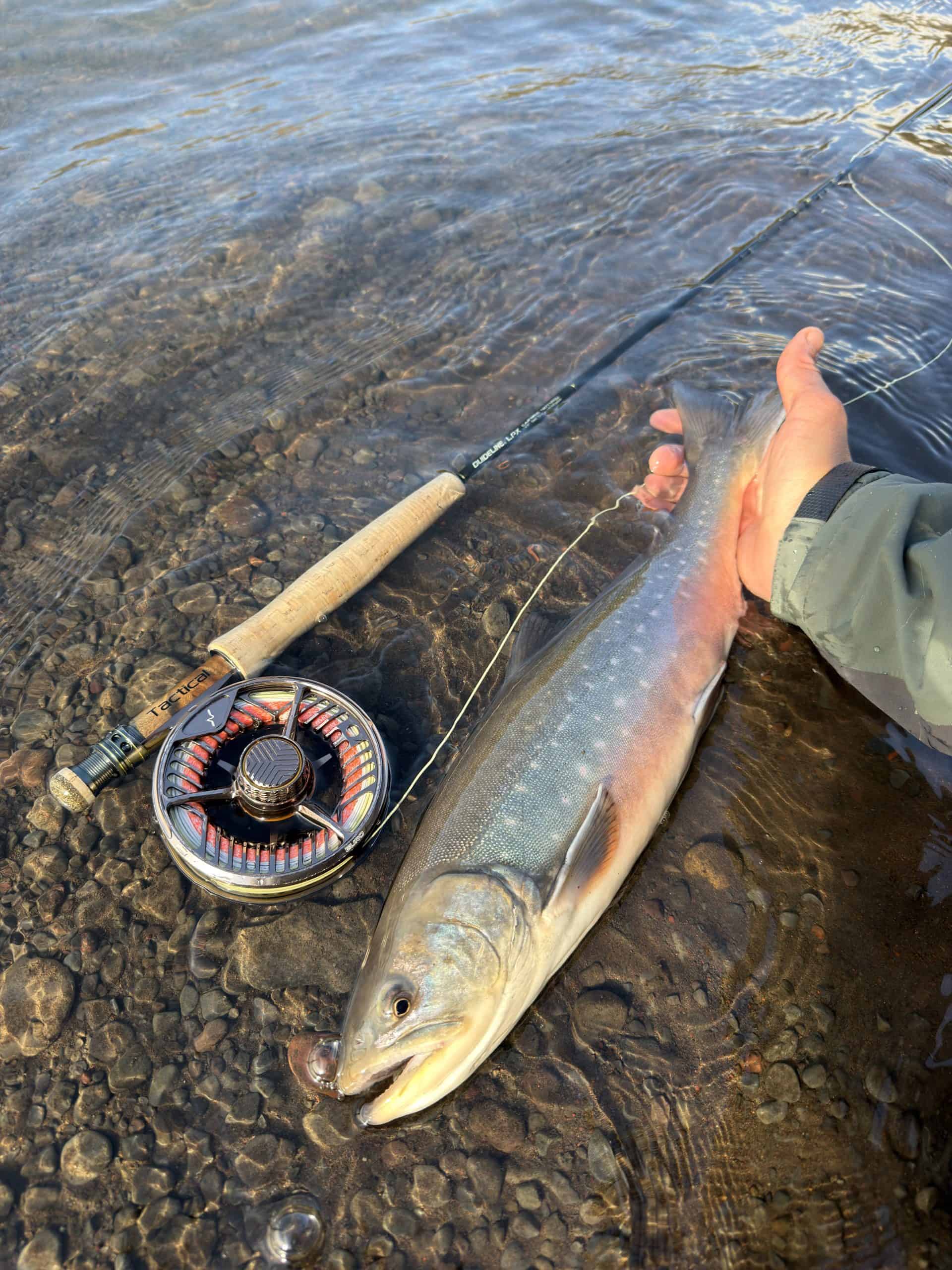 Fly-fisher holding a large fish in shallow water with fishing gear nearby.