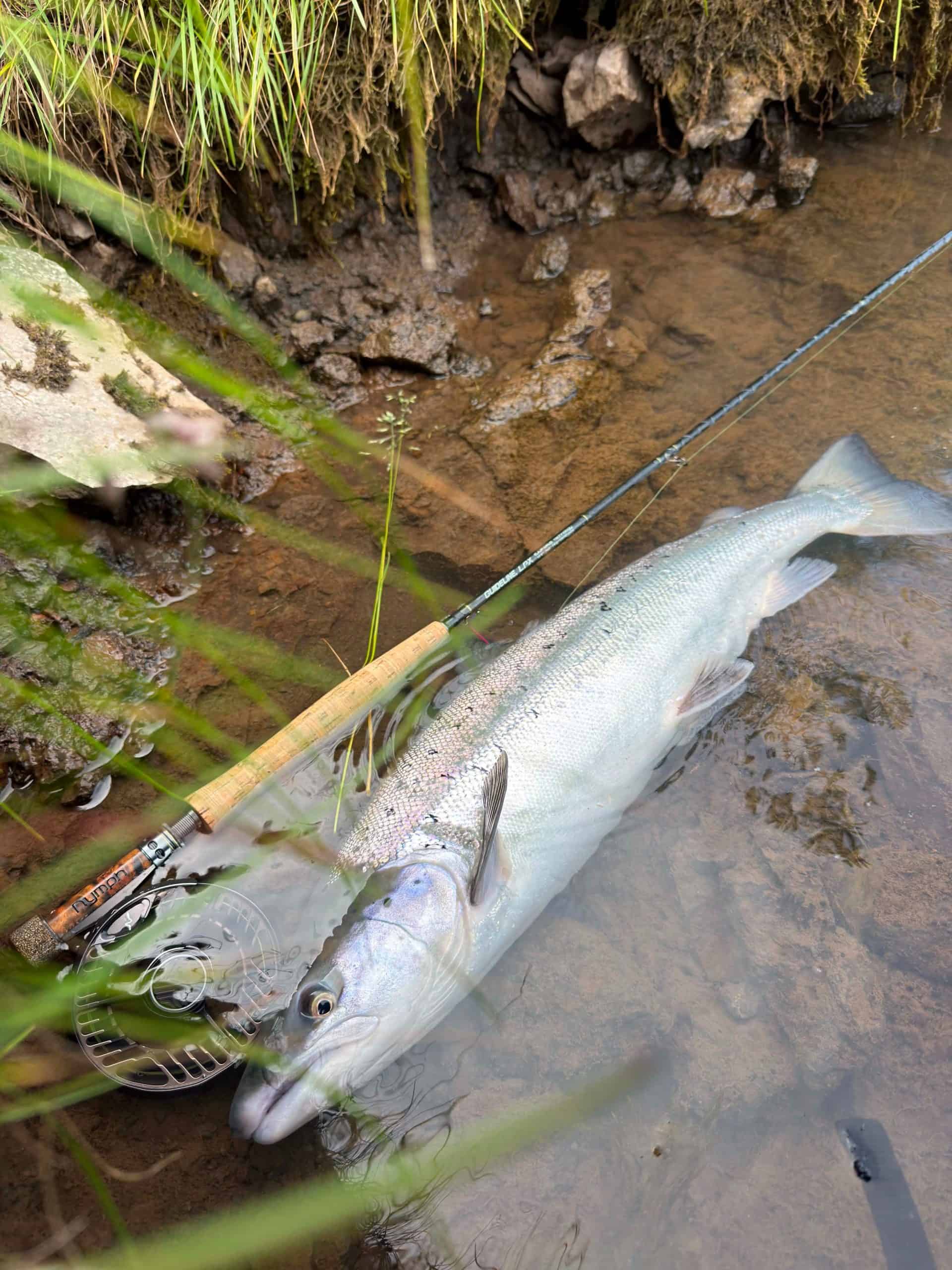 Fish caught with fly-fishing gear in a shallow river.