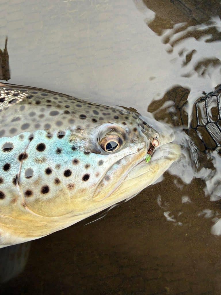 Close-up of a brown trout caught in the river at Long Valley Lodge.