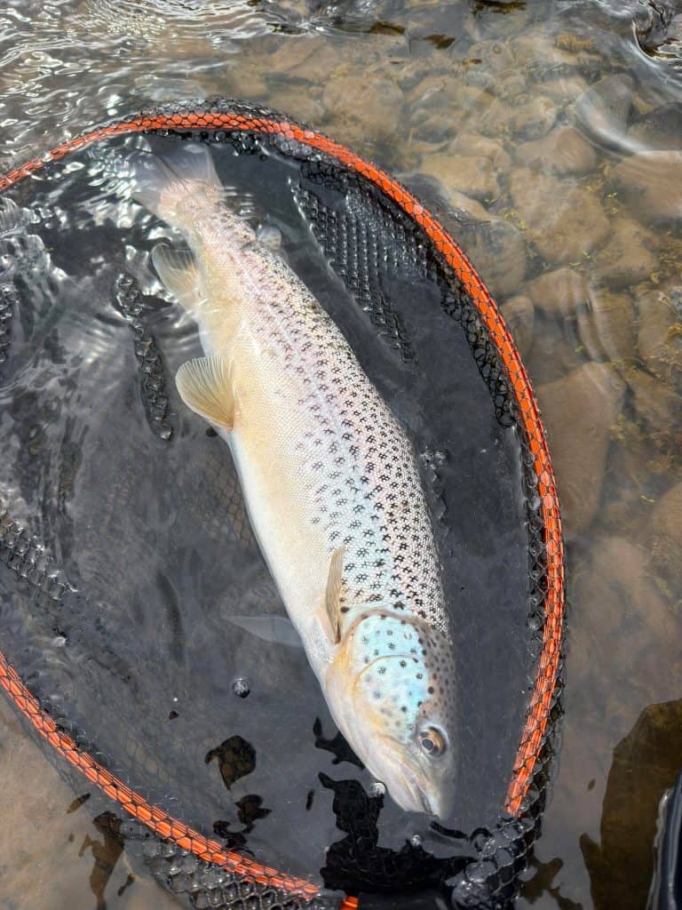 Freshly caught brown trout in a fishing net at Long Valley Lodge.