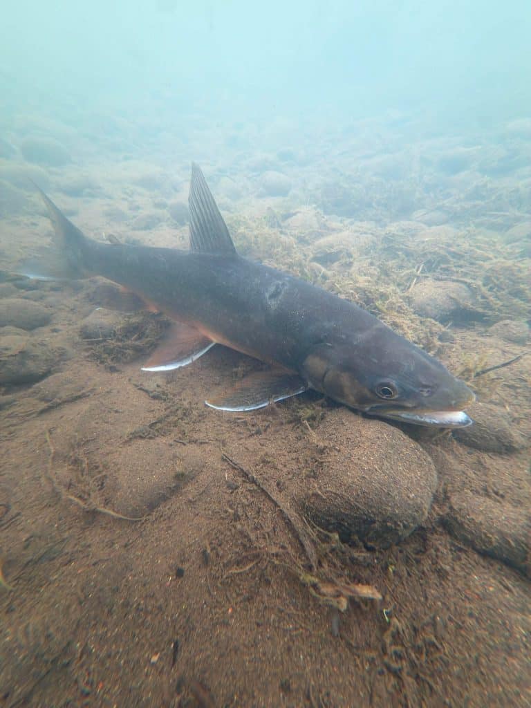 Freshwater brown trout swimming near riverbed rocks.