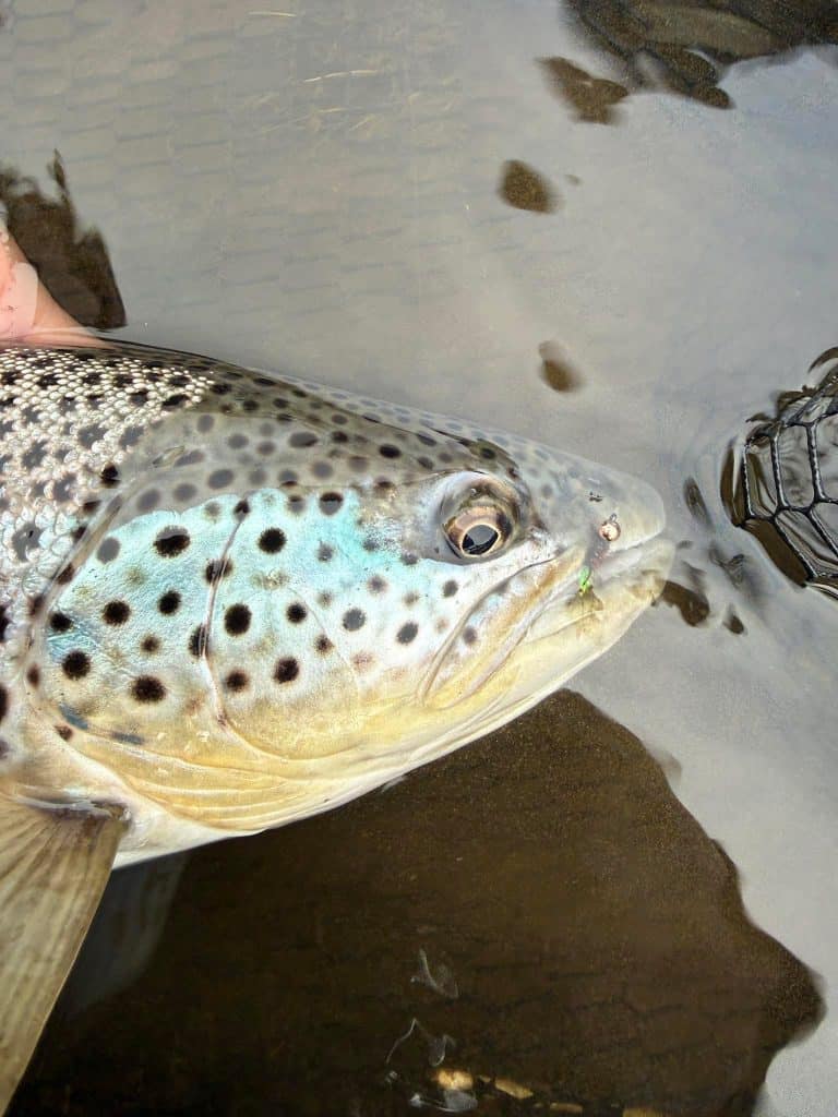 Close-up of a brown trout caught in clear water at Long Valley Lodge.