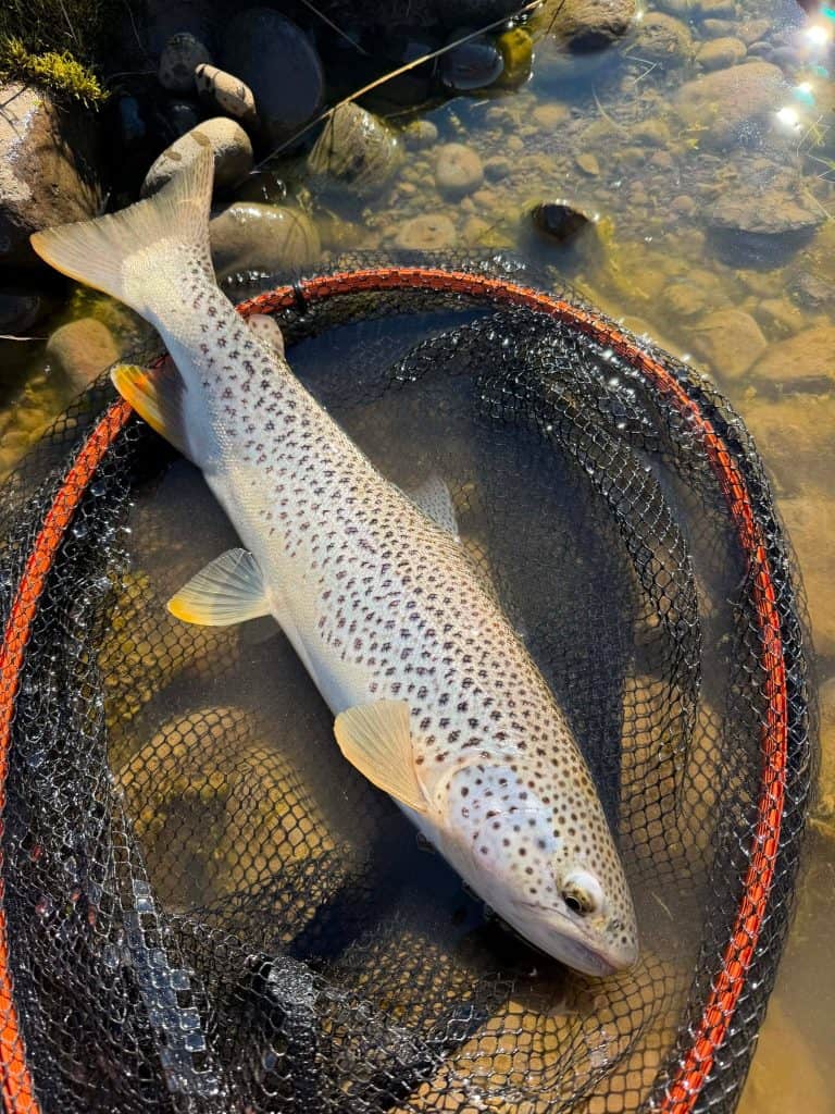 Freshly caught brown trout in a fishing net by the river.
