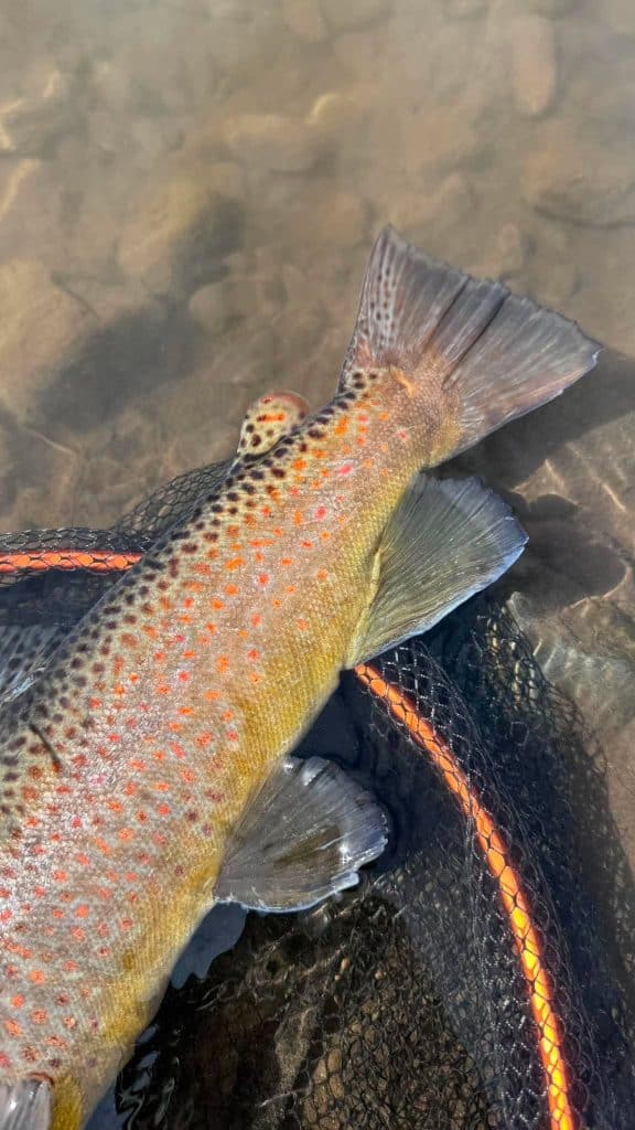 Freshly caught brown trout in shallow water with a fishing net.