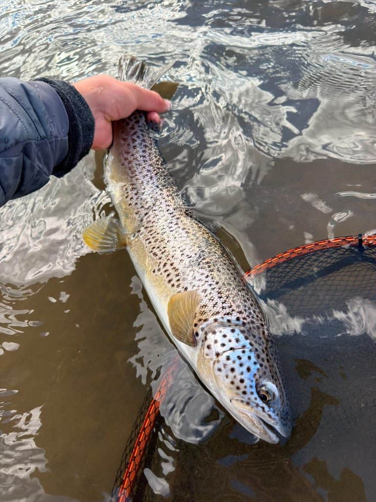 Fisherman holding a brown trout over water during fishing trip.