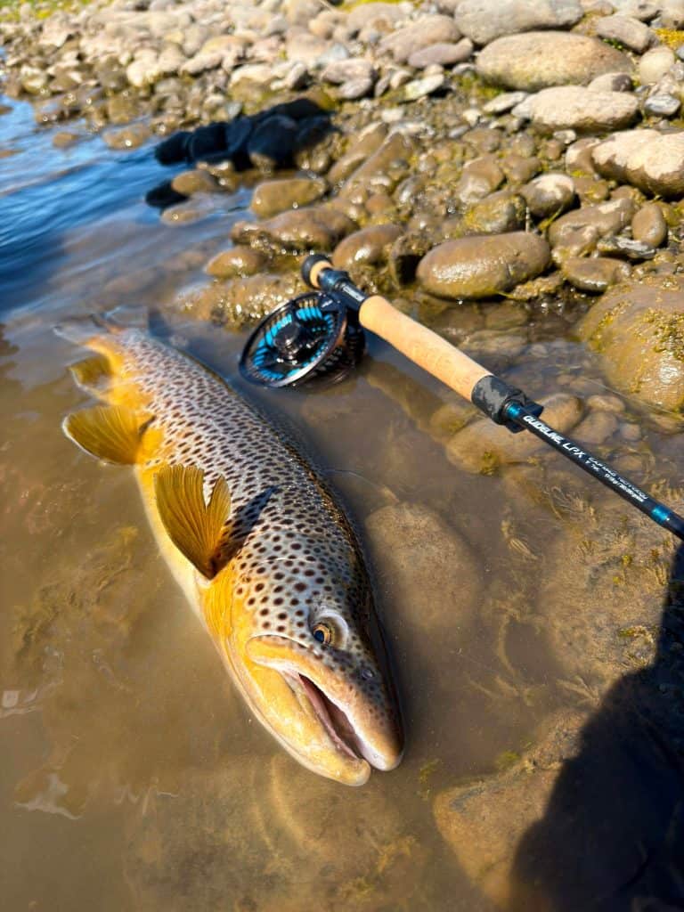 Caught brown trout on a fishing trip at Long Valley Lodge.
