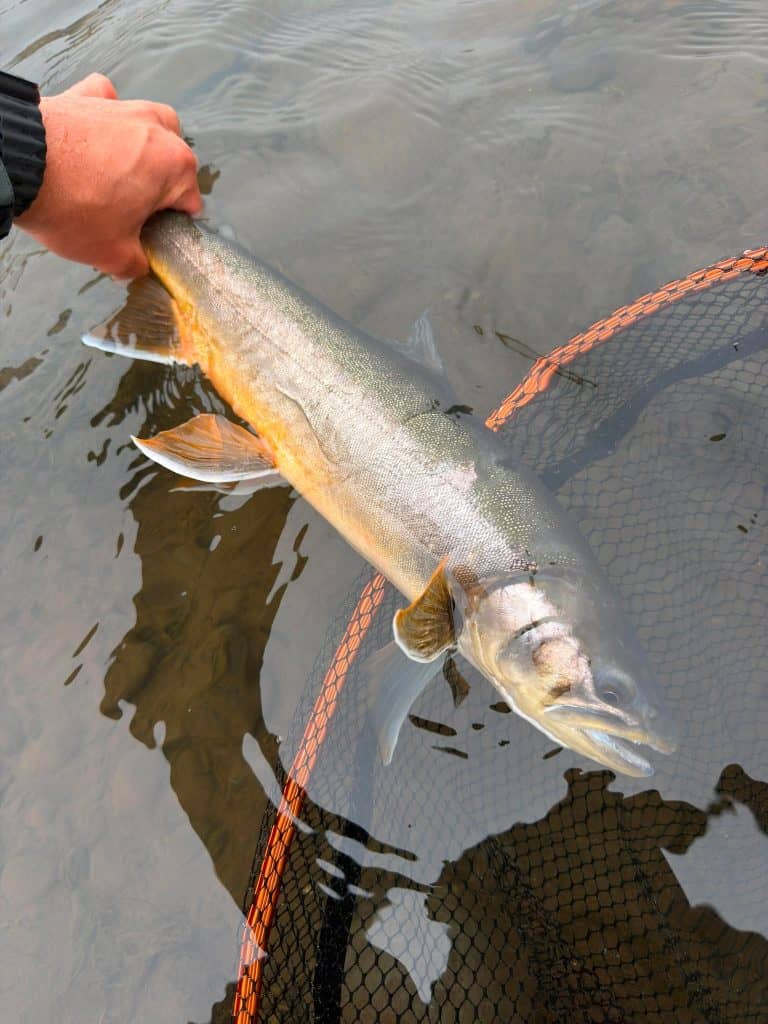 Fisherman holding a large brown trout over water with a net nearby.