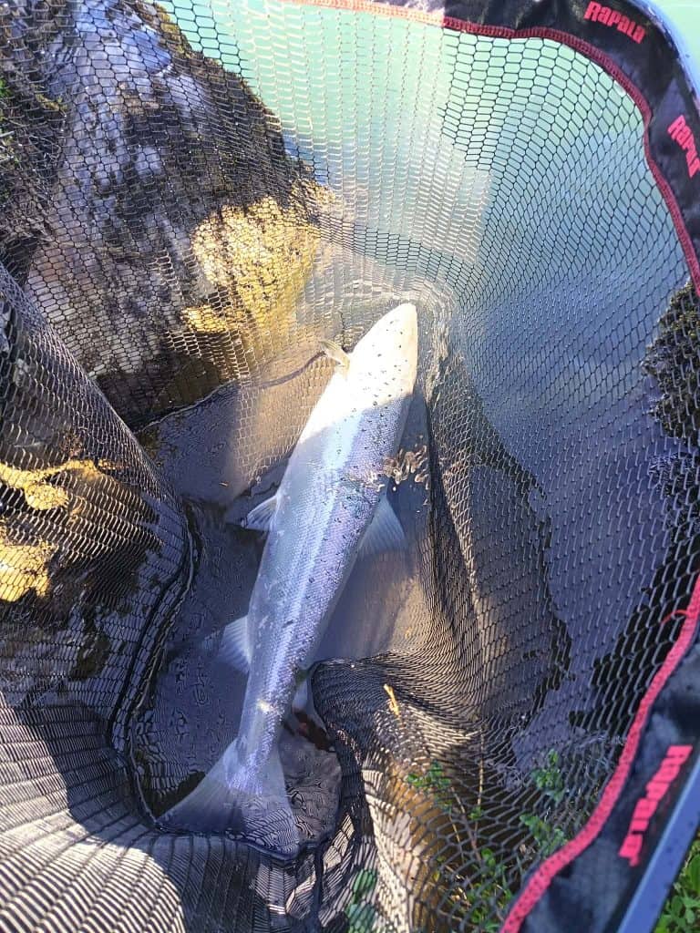 Sea run brown trout caught in a fishing net at Long Valley Lodge.