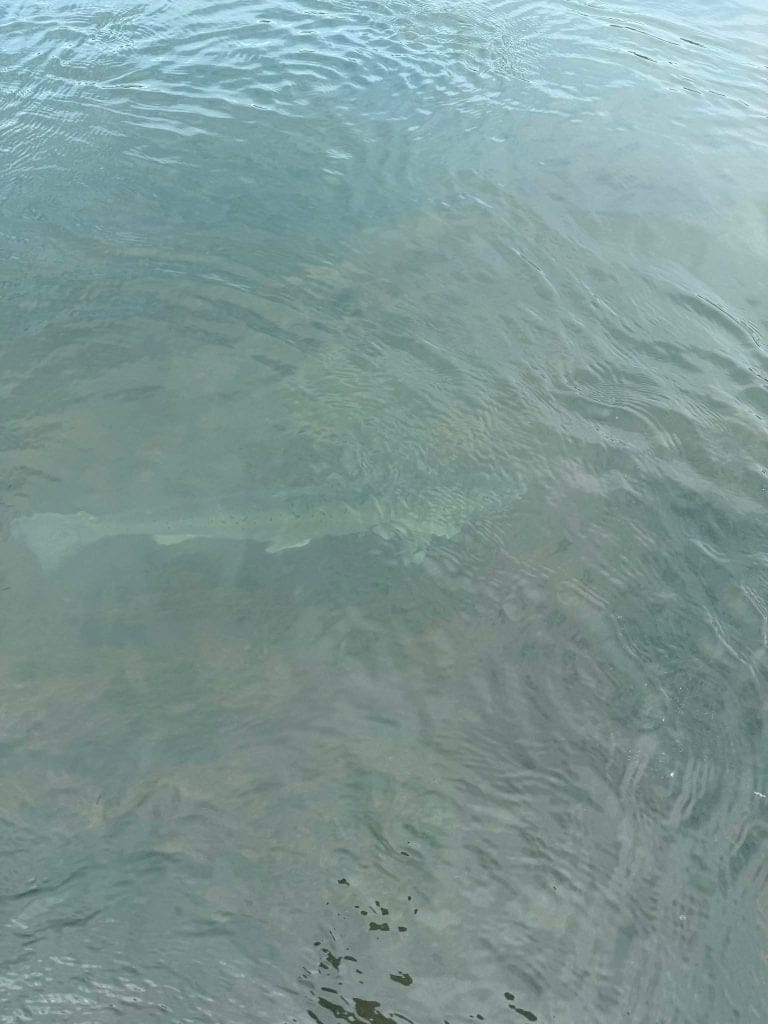 Clear water with fish swimming near the surface.