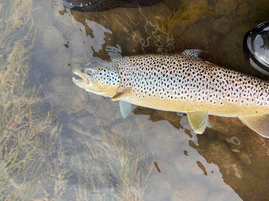 Brown trout fish caught in clear water at Long Valley Lodge.
