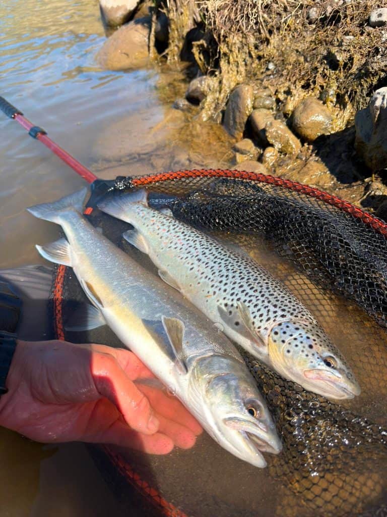 Multiple fish caught and displayed in a net by the riverbank.