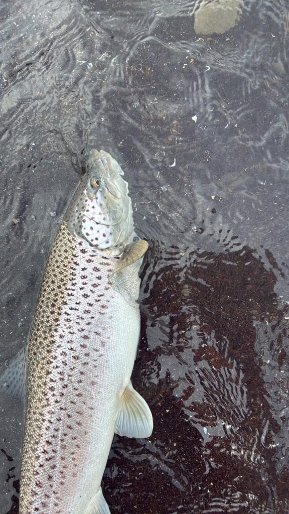 Freshly caught brown trout in clear water, showcasing its spots and colors.