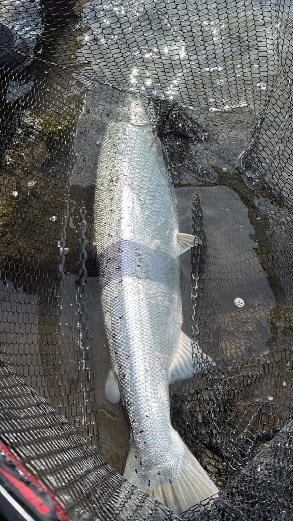 Caught sea run brown trout in a fishing net, freshwater fishing image.