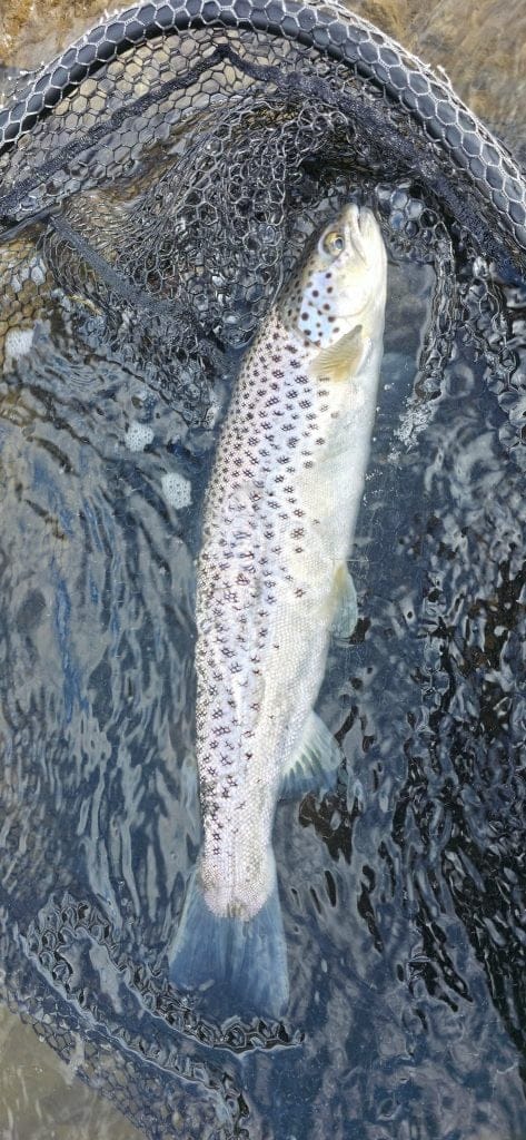 Freshly caught brown trout in a fishing net at Long Valley Lodge.