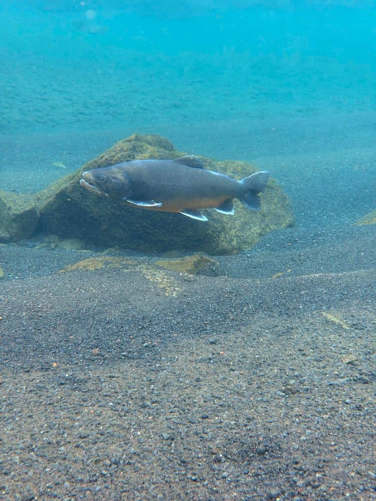 Brown trout swimming near rocks in clear water at Highland Fishing Lodge.