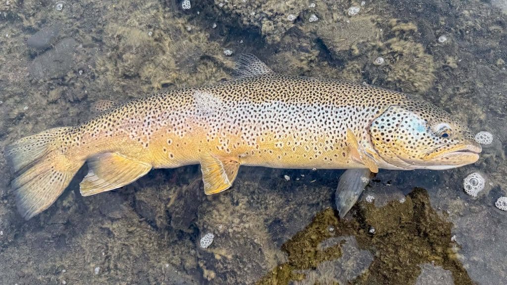 Freshly caught brown trout fish on riverbed.