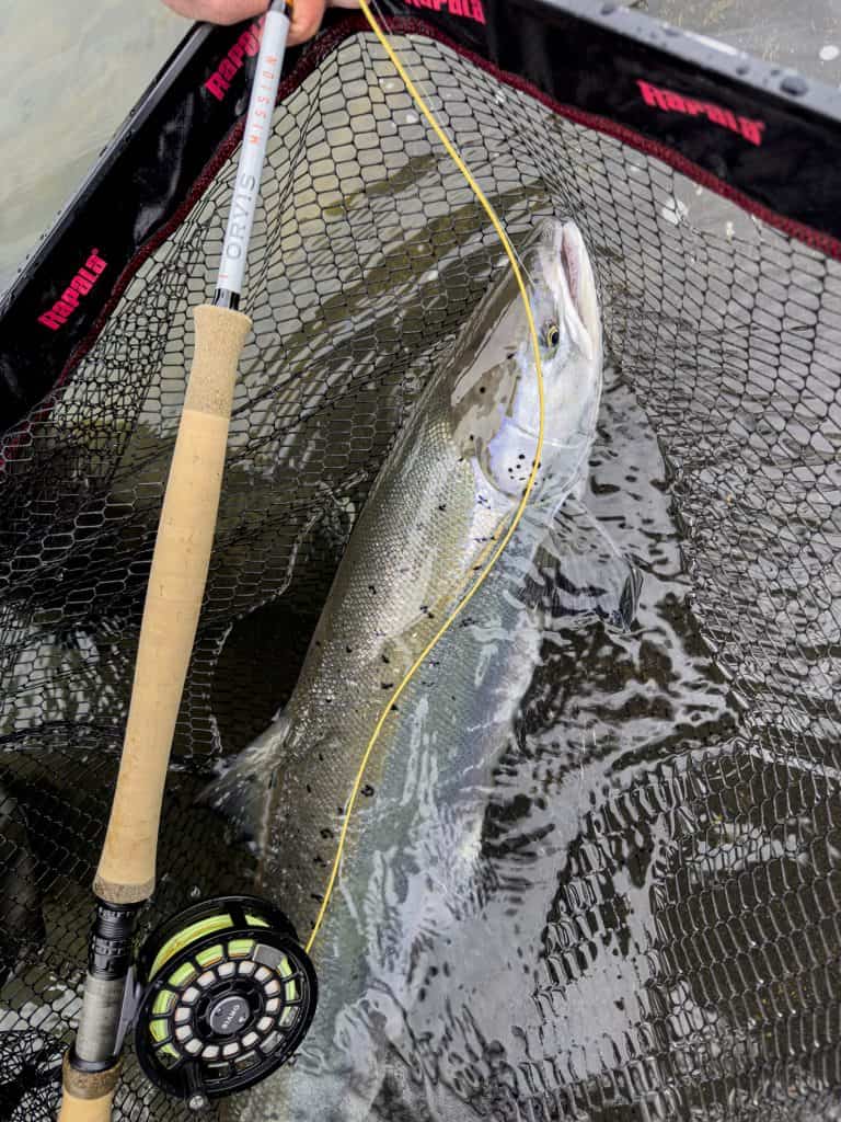 Big fish caught with fishing rod and net in water.