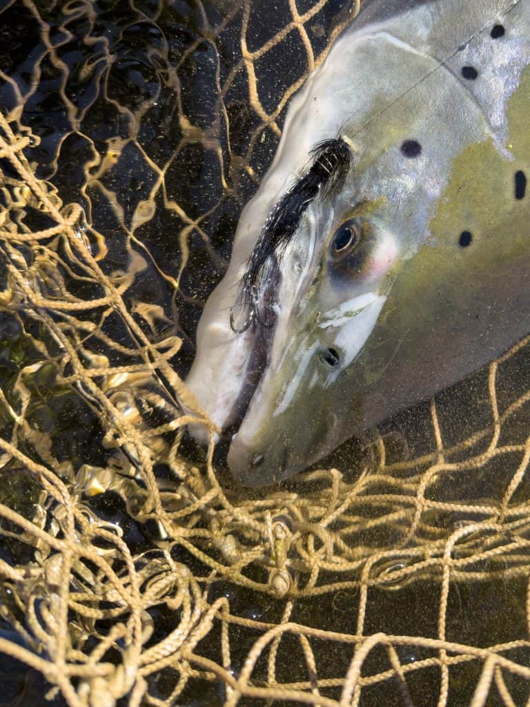 Close-up of a brown trout caught in a fishing net.