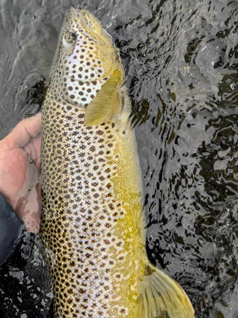 Caught brown trout with a small fish on its side in clear water.
