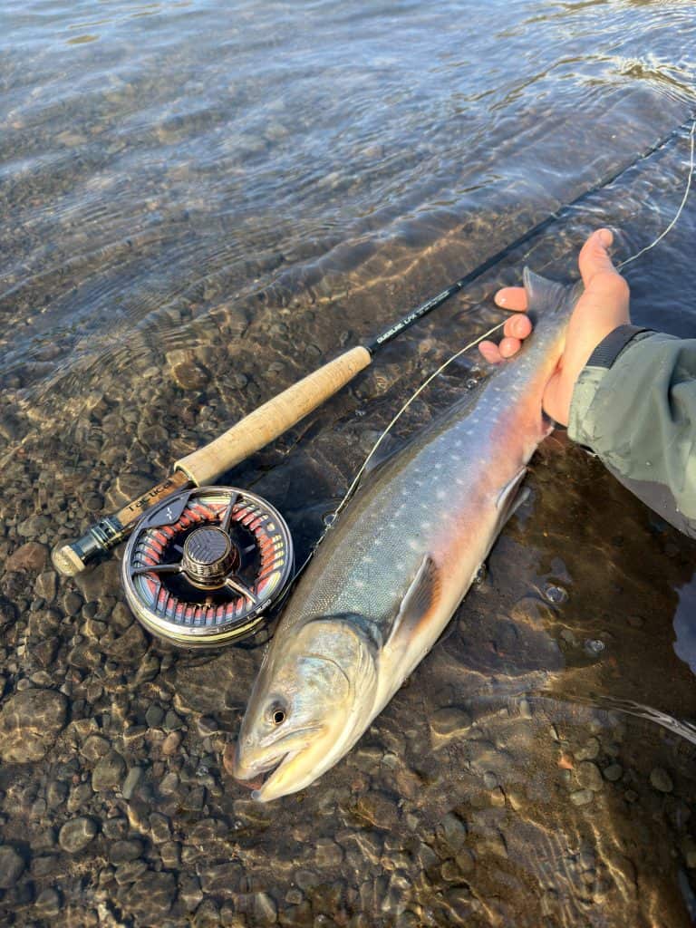 Caught fish, likely a brown trout, on a fishing rod in clear water.