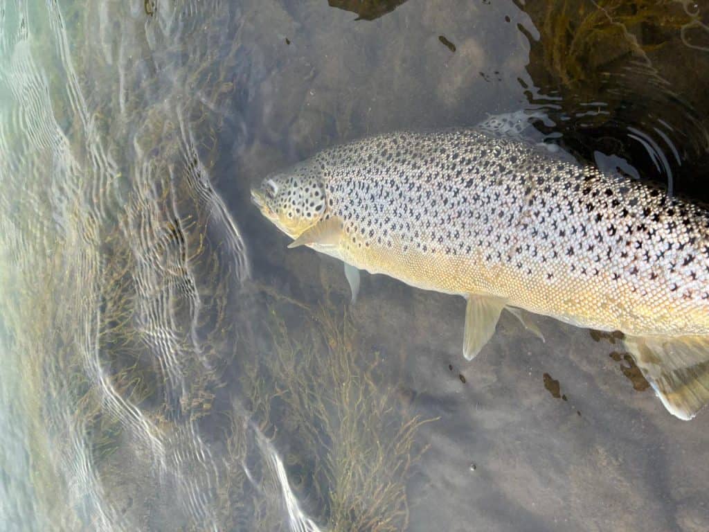 Fish in clear water with aquatic plants, focus on brown trout.