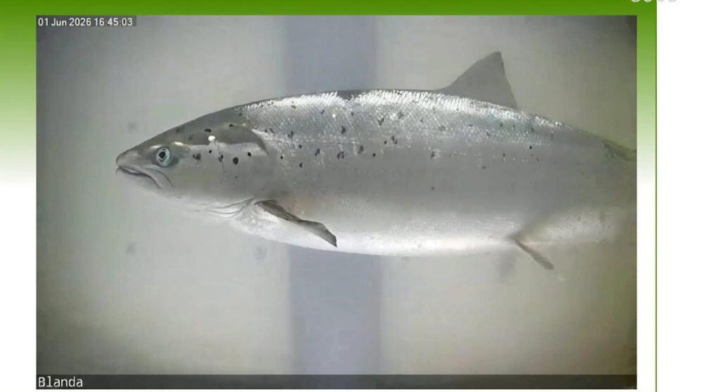 A fish swimming in a tank, caught in Iceland, focus on fish species.