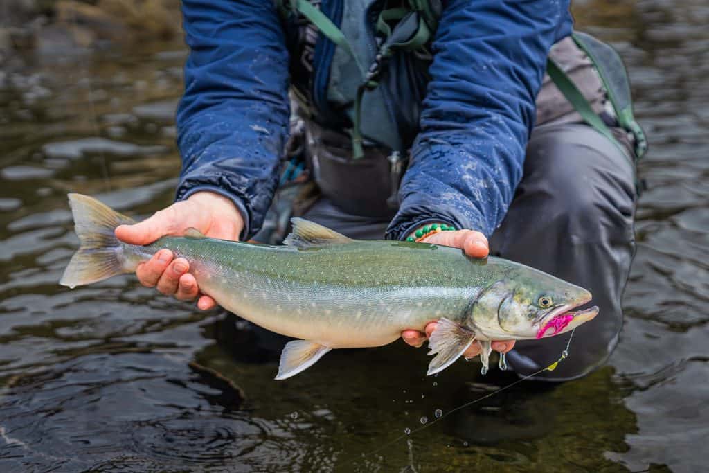 Fisher holding a freshly caught Arctic Char in a river.