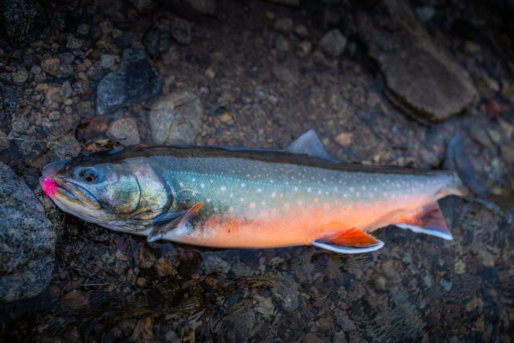 Arctic Char with pink lure on rocky riverbed.